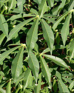 cassava leaves