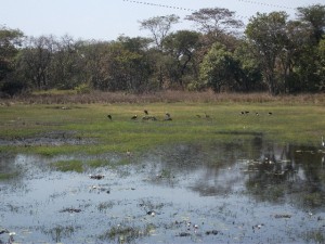 Wild Life on lakes- Kumasamba Lodge-low res