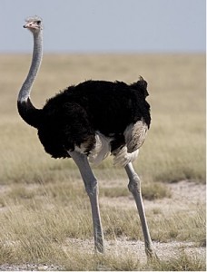 Ostrich