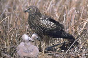 African Marsh Harrier