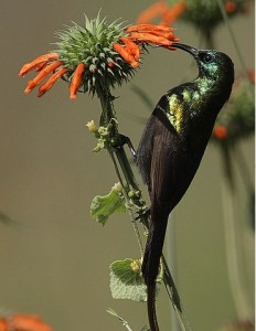 Bronze_Sunbird