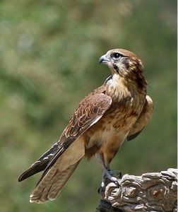 Brown-Falcon