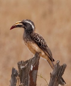 African Grey Hornbill