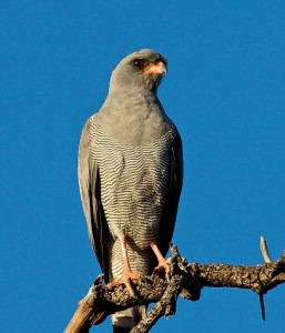 Chanting Go-Hawk