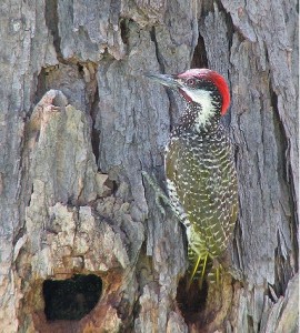 Golden-tailed_Woodpecker