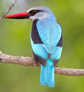 Woodland-Kingfisher