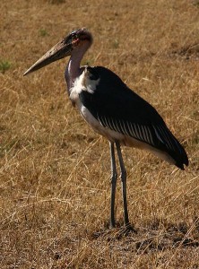 Marabou Stork