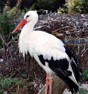 White Stork