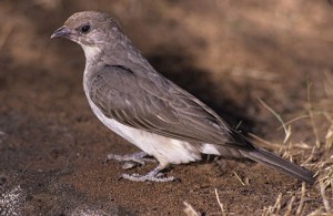 Greater-Honeyguide