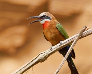 White-fronted_Bee_Eater