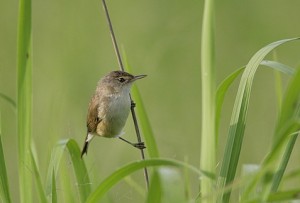 African-Reed-Warbler