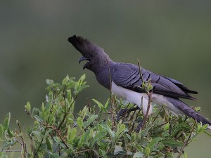 White-bellied Go-away bird