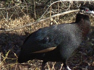 Crested_guineafowl