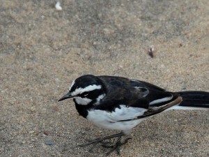 African Pied Wagtail