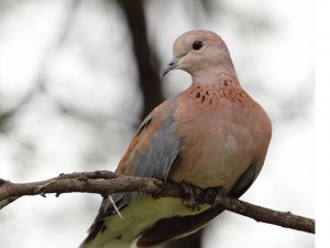 Laughing Dove