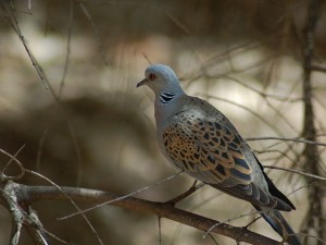 Turtle Dove