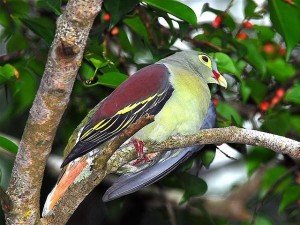 Thick-billed_Green_Pigeon