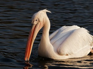 White Pelican