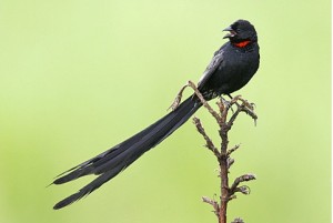 Red-collared-Widowbird