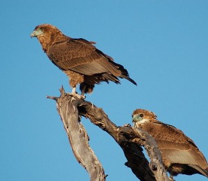 Bateleur Eagle