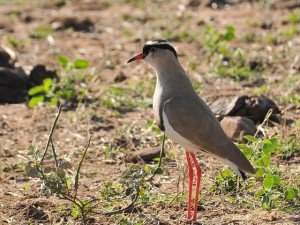 Crowned Plover