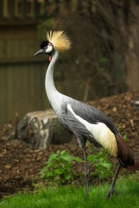 East__African_Crowned_Crane