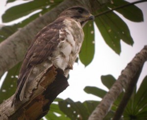 Gabon-Congo-Serpent-Eagle