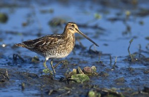 Common Snipe