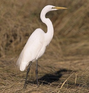 Great Egret