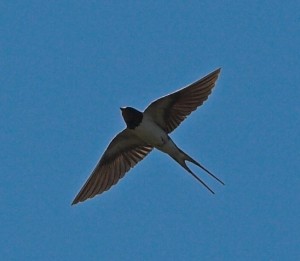 Barn swallow