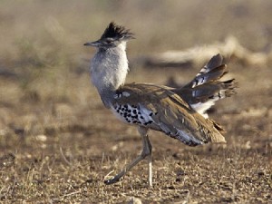 Kori Bustard