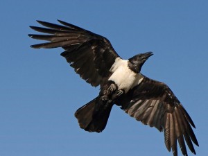 Pied_crow