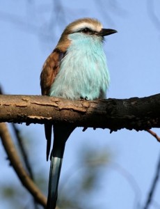 Racket-tailed Roller