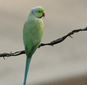 Rose-ringed_Parakeet_(Male)