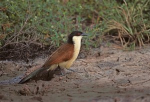 Senegal Cougal