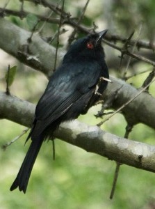 Square-tailed Drongo