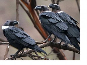 White-necked-Raven