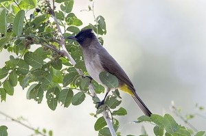 black-eyed_bulbul