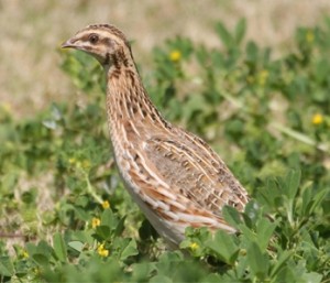 common-quail