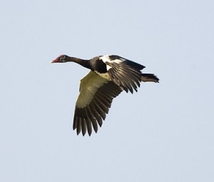 Spur-winged-Goose