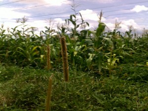 Maize crop-Kitweonline