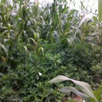 Maize and groundnuts field_kitweonline