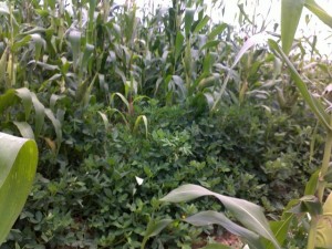 Maize and groundnuts field_kitweonline