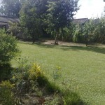 Maize growing in back yard_kitweonline