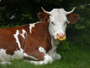 Cow - Photo by David Monniaux