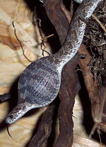 Names Of Zambian Snakes In Bemba Kitwe Online