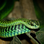 Boomslang (Dispholidus_typus) - Ibalabala