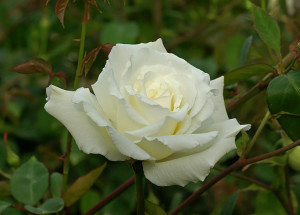 Rose (Photo by Mrs Herbert Stevens)