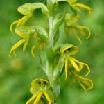 Chikanda - Habenaria_plant