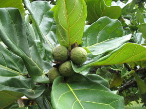 Musuku unripe fruit_Uapaca_kirkiana_1